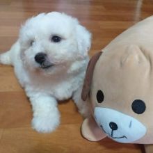 Lovely Bichon Frise puppies (liamsteve8512@gmail.com)