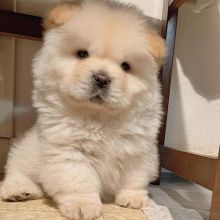 Lovely Chow Chow puppies (liamsteve8523@gmail.com)
