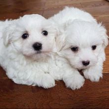 Maltese puppies (christineharvey905@gmail.com)