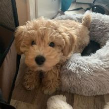 Maltipoo puppies (smithgraham658@gmail.com)