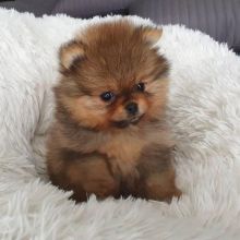 Pomeranian puppies (liam85scott@gmail.com)