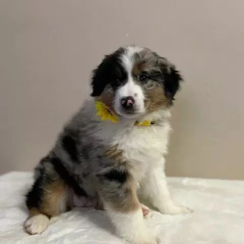 Australian shepherd puppies (thomasjefferson6754@gmail.com) Image eClassifieds4u