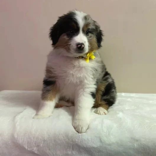 Australian shepherd puppies (thomasjefferson6754@gmail.com) Image eClassifieds4u