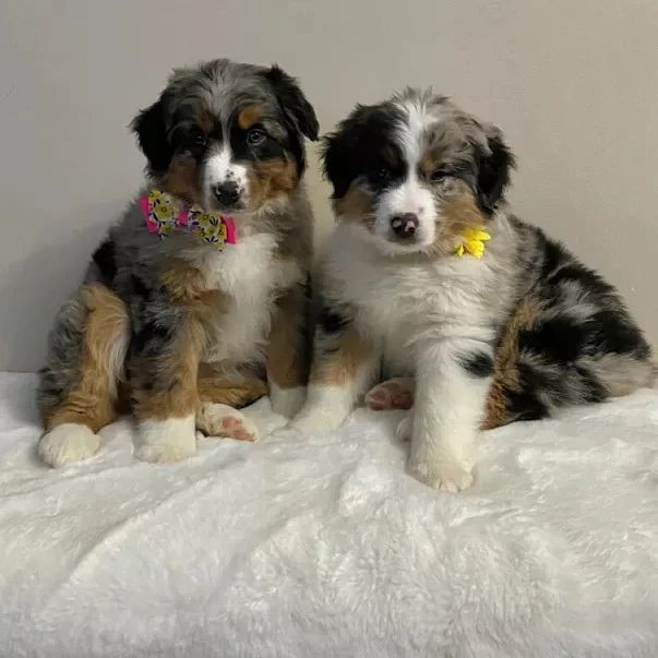 Australian shepherd puppies (thomasjefferson6754@gmail.com) Image eClassifieds4u