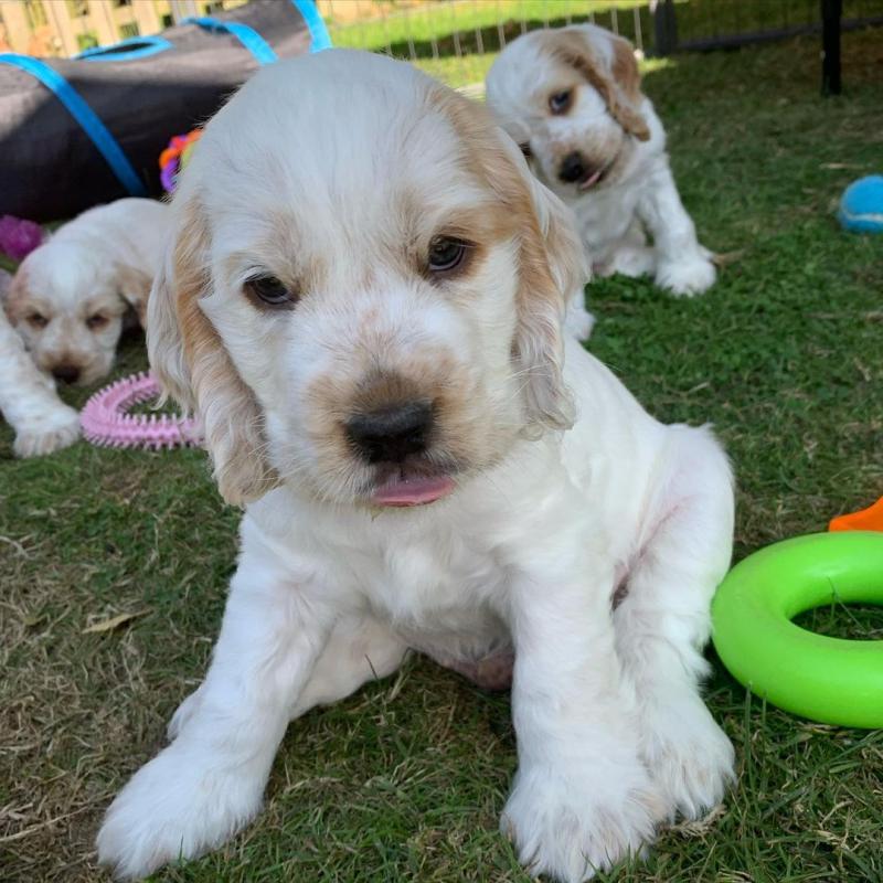 Beautiful Coker Spaniels (sandraawah85@gmail.com) Image eClassifieds4u