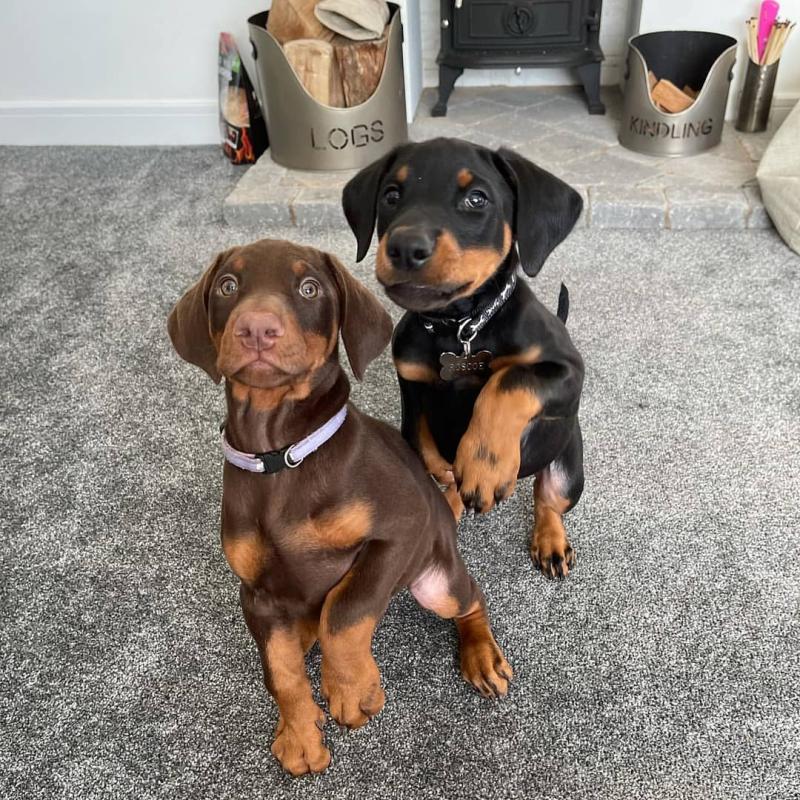 black & brown Doberman pincher puppies (charles76will@gmail.com) Image eClassifieds4u