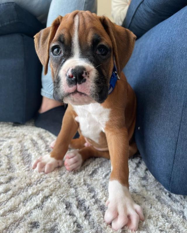 Boxer puppies (scottsteve8413@gmail.com) Image eClassifieds4u