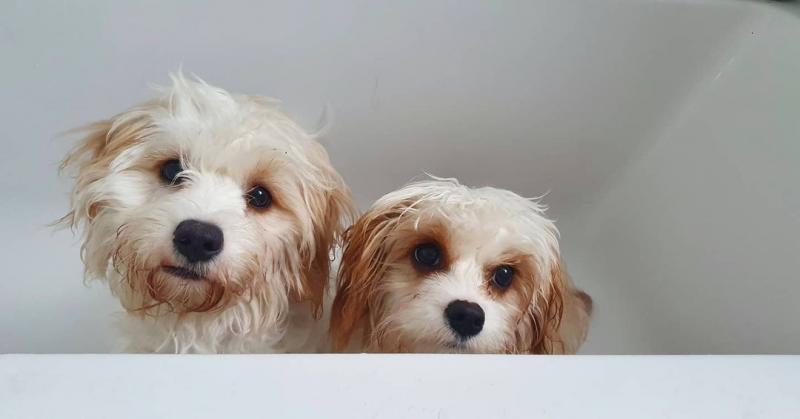 Cavachon puppies (gibbscharles07@gmail.com) Image eClassifieds4u