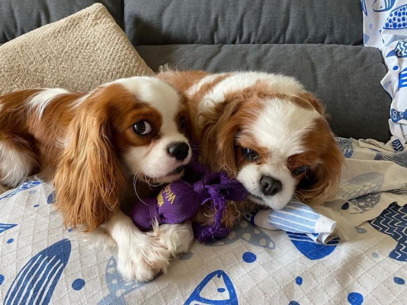 Cavalier King Charles spaniel puppies (leonben877@gmail.com) Image eClassifieds4u