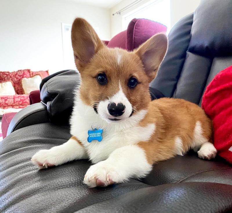 Corgi puppies (scottstev10@gmail.com) Image eClassifieds4u