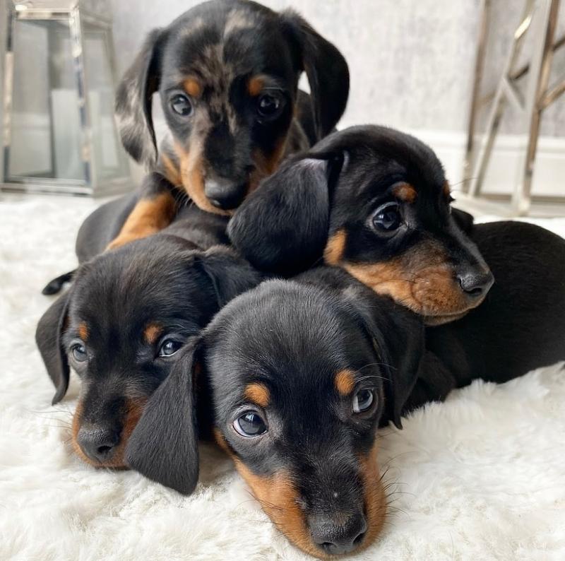 Dachshund puppies (sandjane85@gmail.com) Image eClassifieds4u