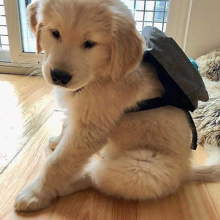 Golden Retriever puppies (curtjane85@gmail.com) Image eClassifieds4u