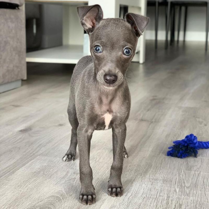 Italian Greyhound (toms81693@gmail.com) Image eClassifieds4u