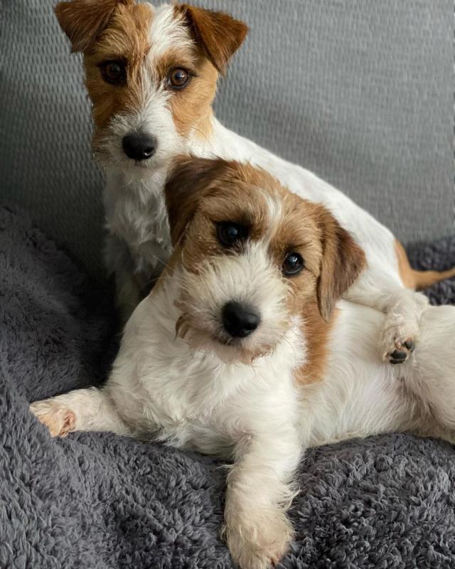 Jack Russel puppies (roybetty699@gmail.com) Image eClassifieds4u