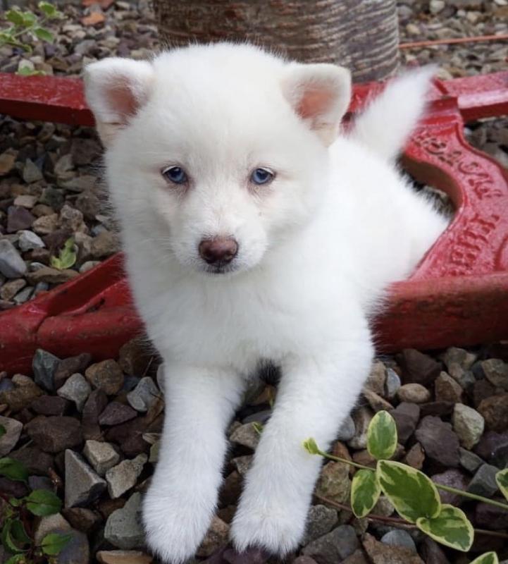 Kind Hearted Pomsky puppies Image eClassifieds4u