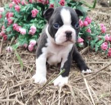 Amazing Boston Terrier puppies for adoption Image eClassifieds4U