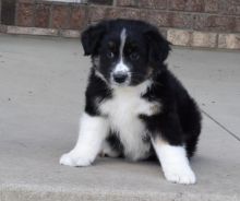 🟥🍁🟥AUSTRALIAN SHEPHERD PUPPIES 🐶🐶 READY FOR A NEW HOME 💕💗💕 Image eClassifieds4u 1