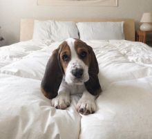 Awesome Basset Hound puppies for adoption Image eClassifieds4U