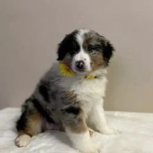 Australian shepherd puppies (thomasjefferson6754@gmail.com) Image eClassifieds4u 1