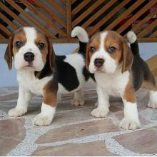 Beautiful Beagle pups (scott85graham@gmail.com) Image eClassifieds4u 2