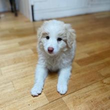 Beautiful Border collie puppies (steves85scott@gmail.com) Image eClassifieds4u 3