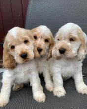 Beautiful Coker Spaniels (sandraawah85@gmail.com) Image eClassifieds4u 2