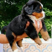 Bernese mountain puppies (lenonfrank8@gmail.com) Image eClassifieds4u 2