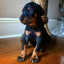 black & brown Doberman pincher puppies (charles76will@gmail.com) Image eClassifieds4u 1