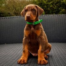 black & brown Doberman pincher puppies (charles76will@gmail.com) Image eClassifieds4u 2