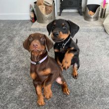 black & brown Doberman pincher puppies (charles76will@gmail.com) Image eClassifieds4u 3
