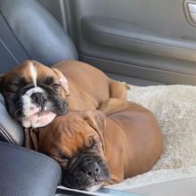 Boxer puppies (scottsteve8413@gmail.com) Image eClassifieds4u 2