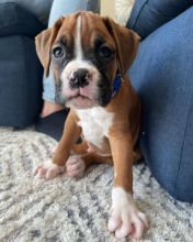 Boxer puppies (scottsteve8413@gmail.com) Image eClassifieds4u 3