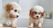Cavachon puppies (gibbscharles07@gmail.com) Image eClassifieds4u 1