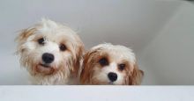 Cavachon puppies (gibbscharles07@gmail.com) Image eClassifieds4u 2