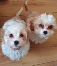 Cavachon puppies (gibbscharles07@gmail.com) Image eClassifieds4u 3