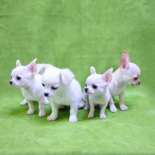 Chihuahua puppies (smith85scott@gmail.com) Image eClassifieds4u 2