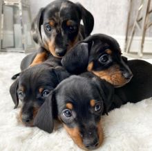 Dachshund puppies (sandjane85@gmail.com) Image eClassifieds4u 2