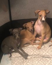 Italian Greyhound (toms81693@gmail.com) Image eClassifieds4u 3