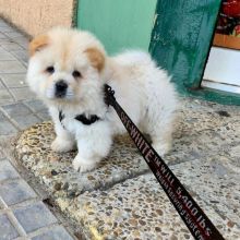 Lovely Chow Chow puppies (liamsteve8523@gmail.com) Image eClassifieds4u 2