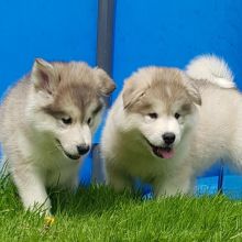 Malamute puppies (jonescurt85@gmail.com) Image eClassifieds4u 2