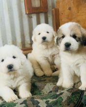 Pyrenees puppies (alexbethany8@gmail.com) Image eClassifieds4u 1