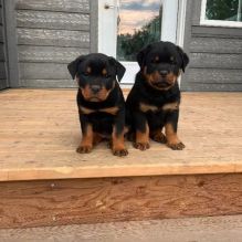 Rottweiler puppies (charlesdennis779@gmail.com) Image eClassifieds4u 3