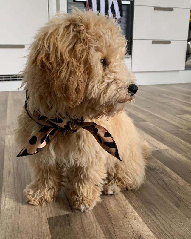 Maltipoo puppies (smithgraham658@gmail.com) Image eClassifieds4u