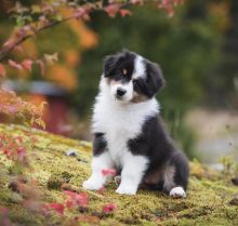 AUSTRALIAN SHEPHERD male and female puppies for adoption