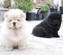 Adorable Chow Chow puppies for adoption