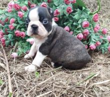 Amazing Boston Terrier puppies for adoption