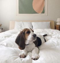 Awesome Basset Hound puppies for adoption