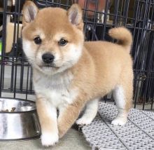 Excellent Shiba Inu puppies for adoption