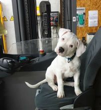 Home trained Dogo Argentino puppies available