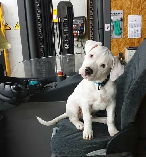 Home trained Dogo Argentino puppies available Image eClassifieds4u